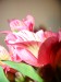 foto 017.jpg